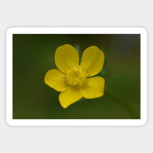 Yellow flower with rain drop Sticker